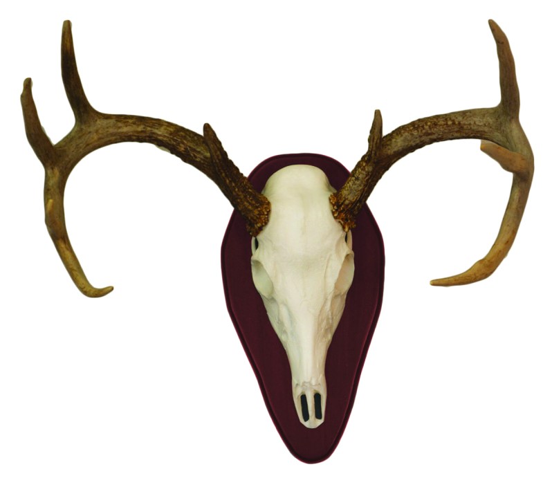 Euro Half Skull Deer Mount Kit