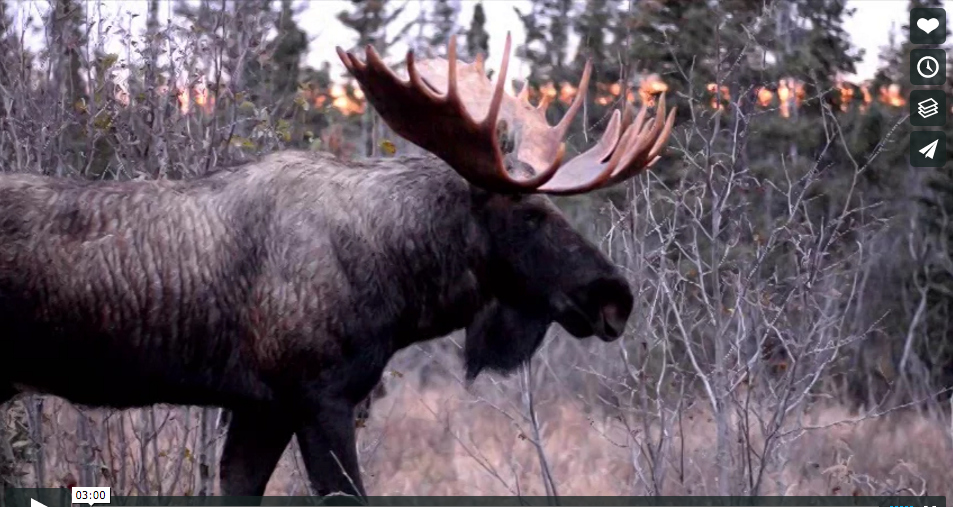 Video: Alaska Roadside Moose Battle – Rack Camp