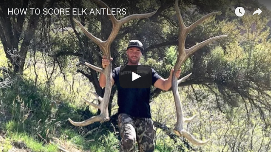 Video: How to Score Elk Antlers with Hushin – Rack Camp