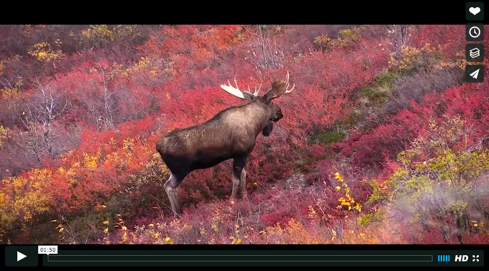 Video: Hunting Caribou and Moose in the Northwest Territories in ...