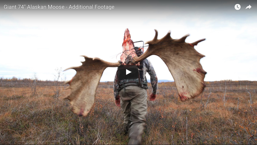 Video: Massive Alaska Bull Moose – Rack Camp