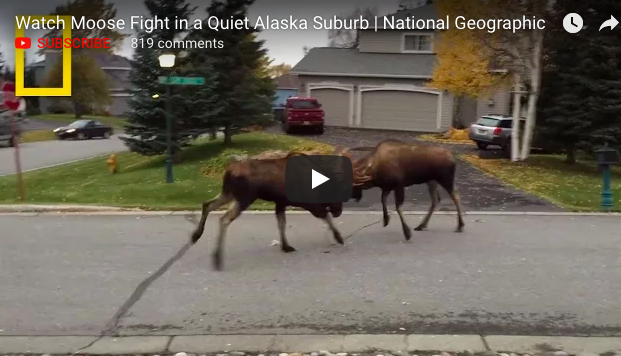 Video: Moose Battle in the Anchorage Suburbs – Rack Camp