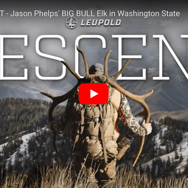 video cover image of a hunter packing out a bull elk