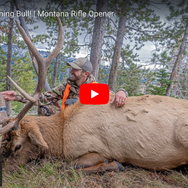 video cover image of a hunter with an elk