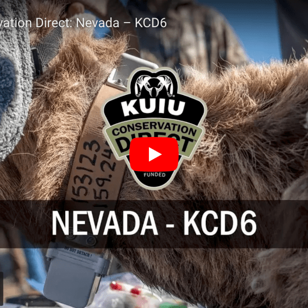 video cover image of a collar tag on a sheep