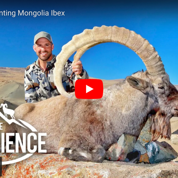 video cover image of a hunter with an ibex