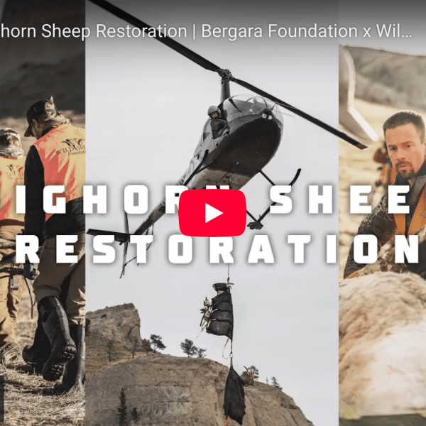 video cover image showing conservations relocate sheep via helicopter